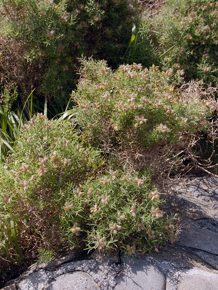 Image of Ulex europaea specimen.