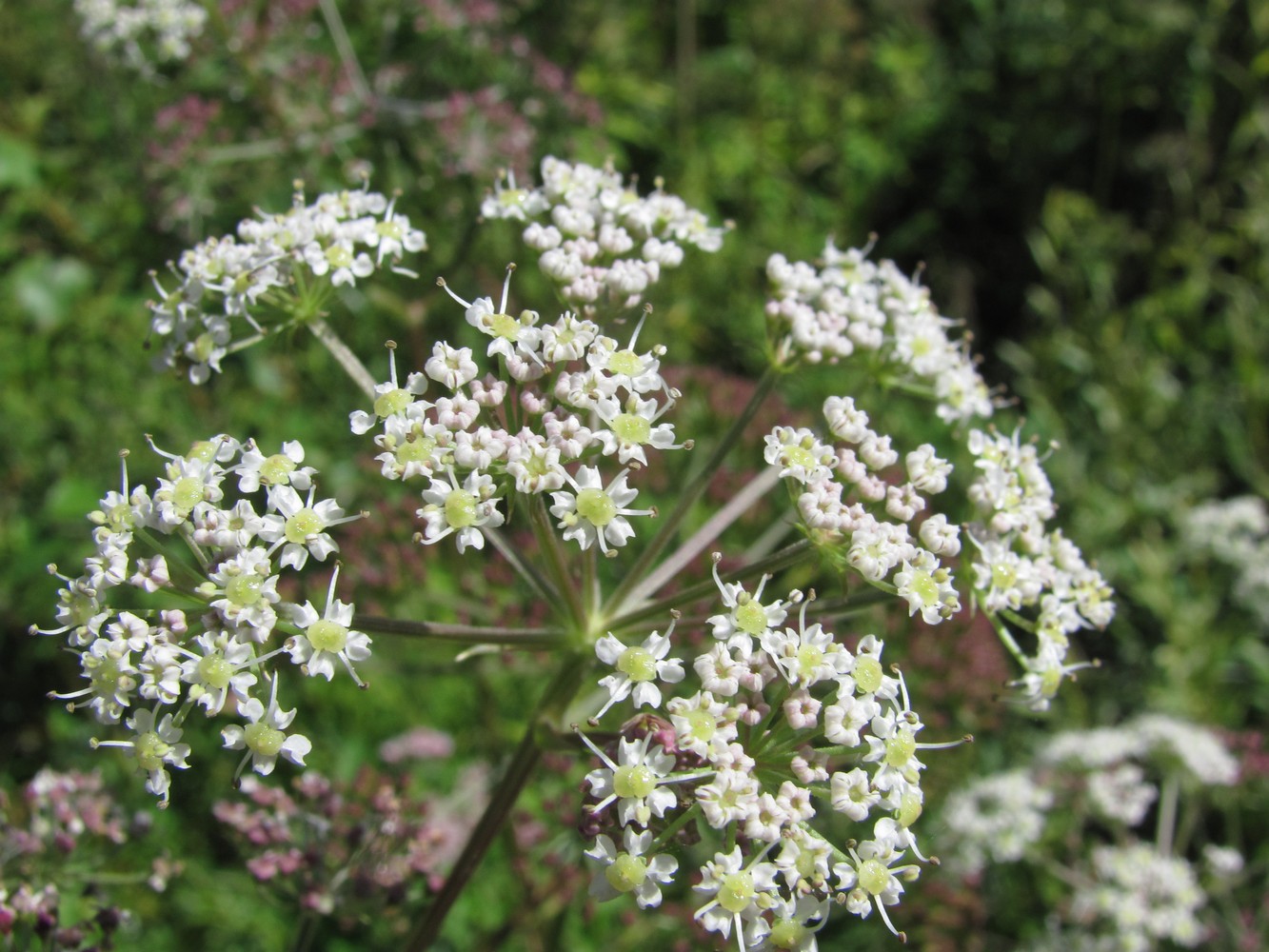 Image of Ostericum palustre specimen.