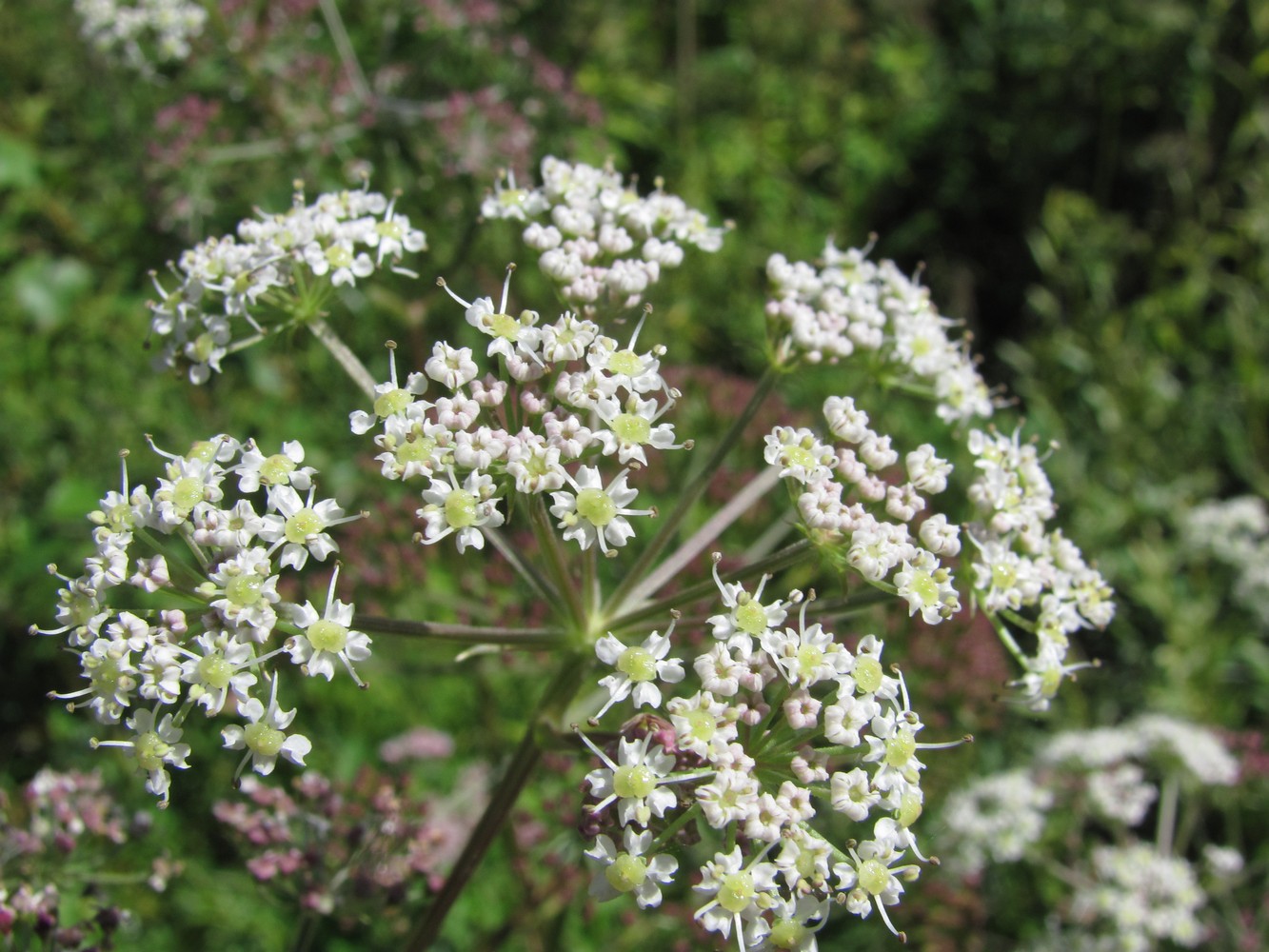 Изображение особи Ostericum palustre.