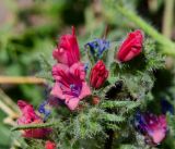 Echium rauwolfii