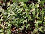 Hedera helix. Листья ('Sagittifolia'). Германия, г. Кемпен, у детской площадки. 22.03.2013.