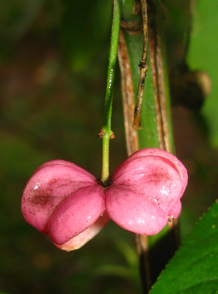 Изображение особи Euonymus europaeus.