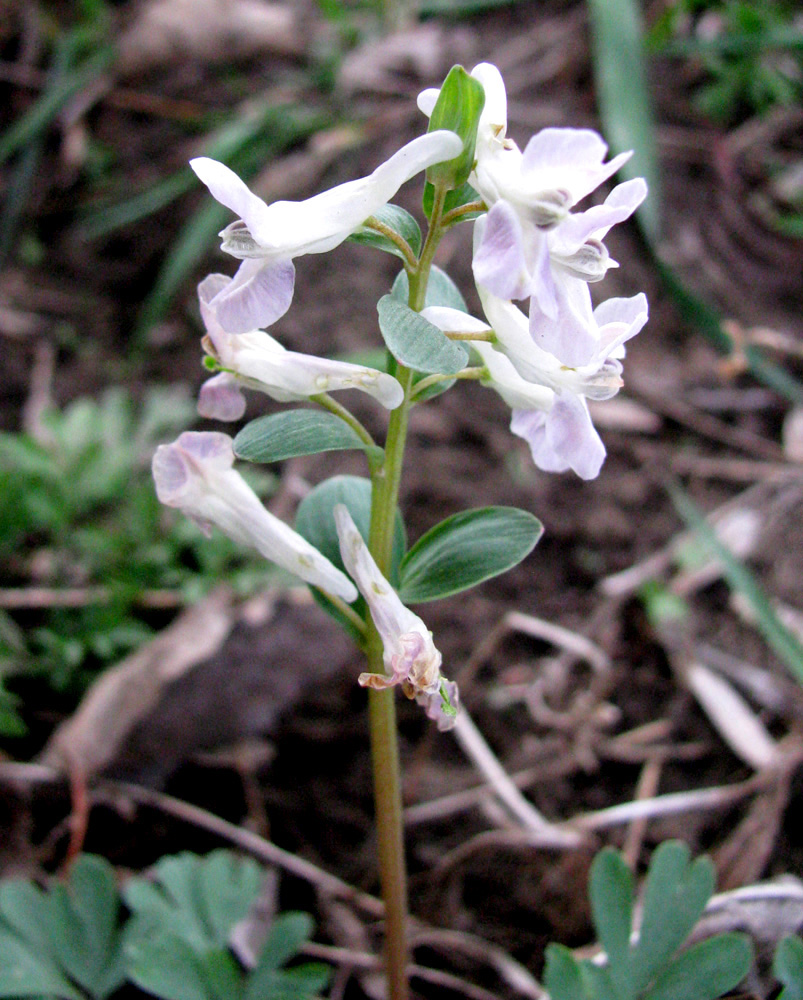 Image of Corydalis caucasica specimen.