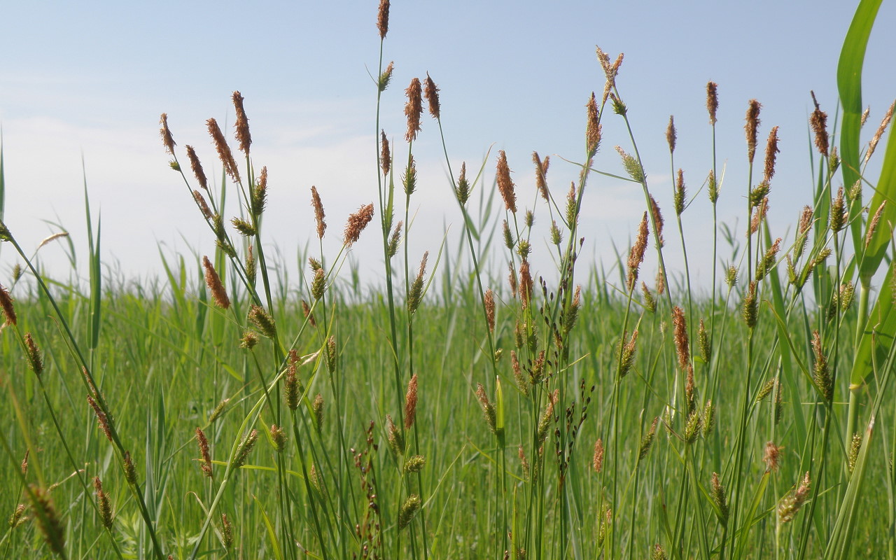 Изображение особи Carex distans.