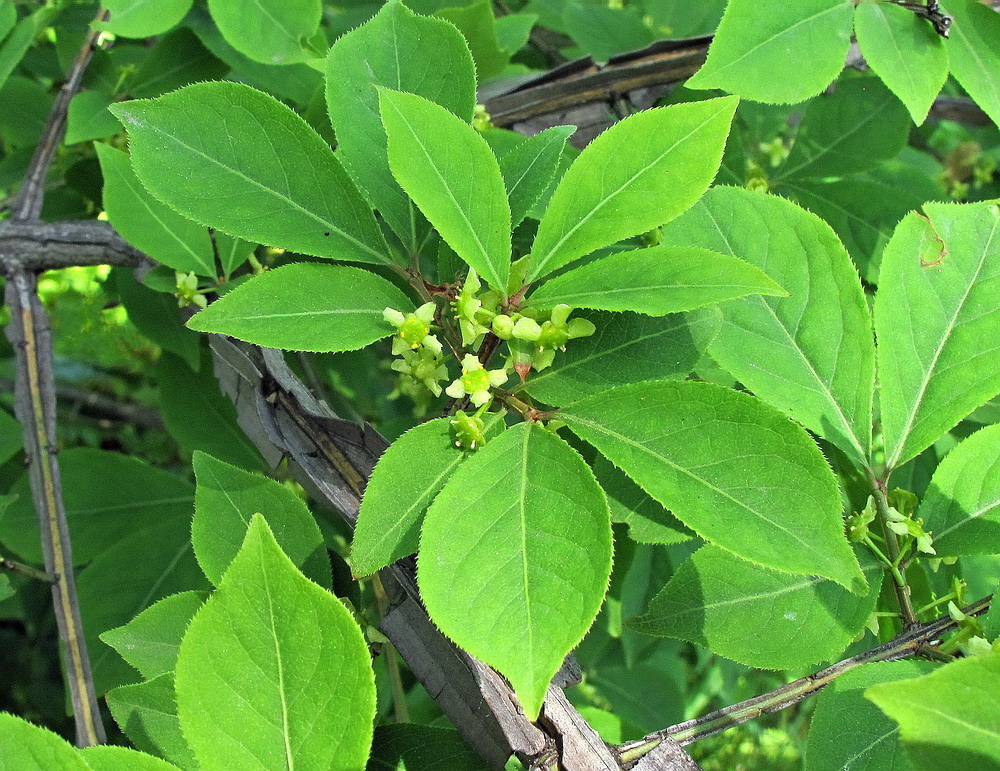 Image of Euonymus sacrosanctus specimen.