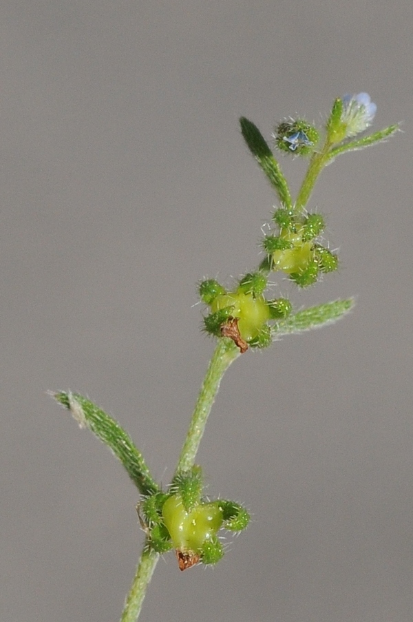 Image of Rochelia leiosperma specimen.