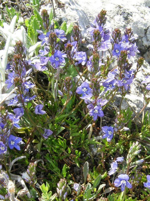 Image of Veronica bordzilowskii specimen.