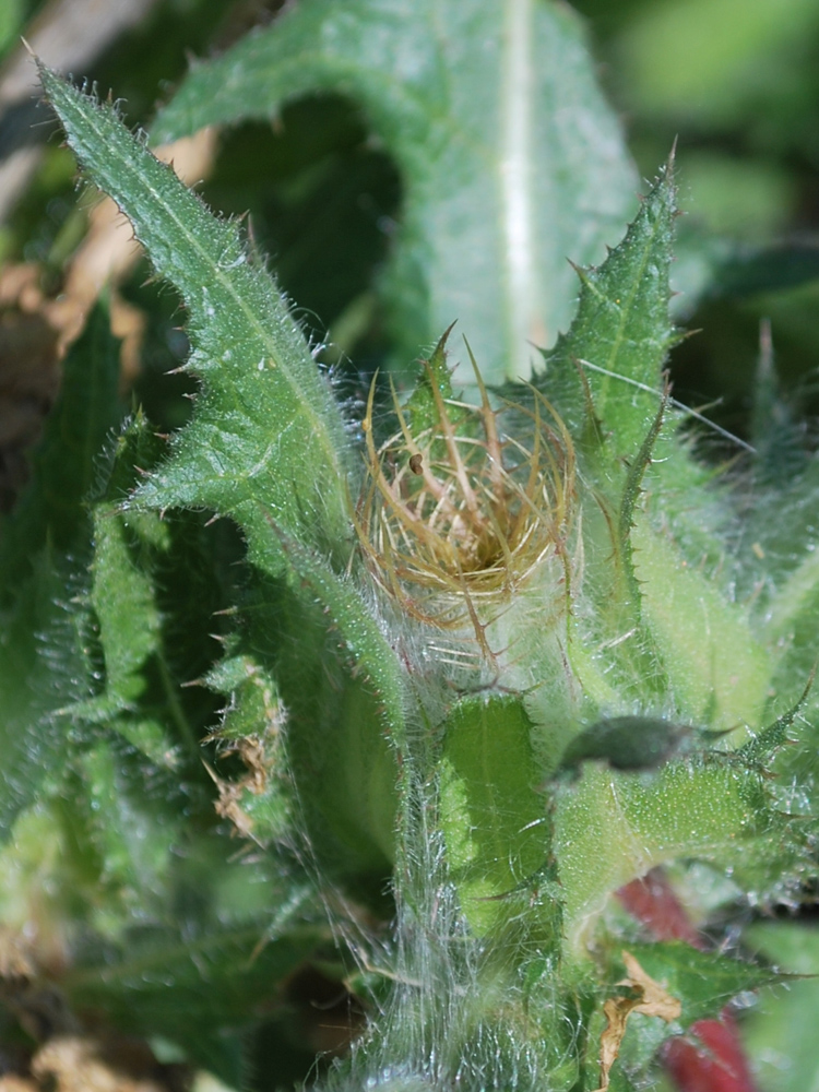 Image of Centaurea benedicta specimen.