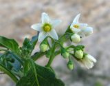 Solanum nigrum. Соцветие с цветками и бутонами. Израиль, г. Беэр-Шева, рудеральное местообитание. 27.06.2013.