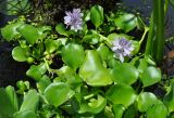 Eichhornia crassipes