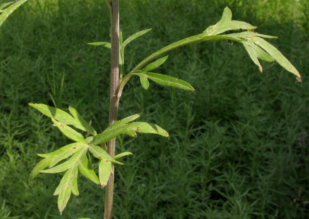 Изображение особи Artemisia argyi.