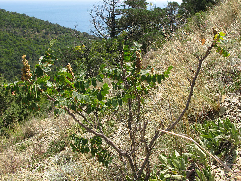 Image of Rhus coriaria specimen.