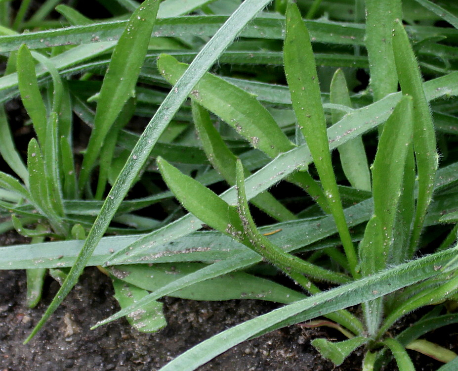 Изображение особи Catananche caerulea.