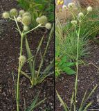 Eryngium yuccifolium