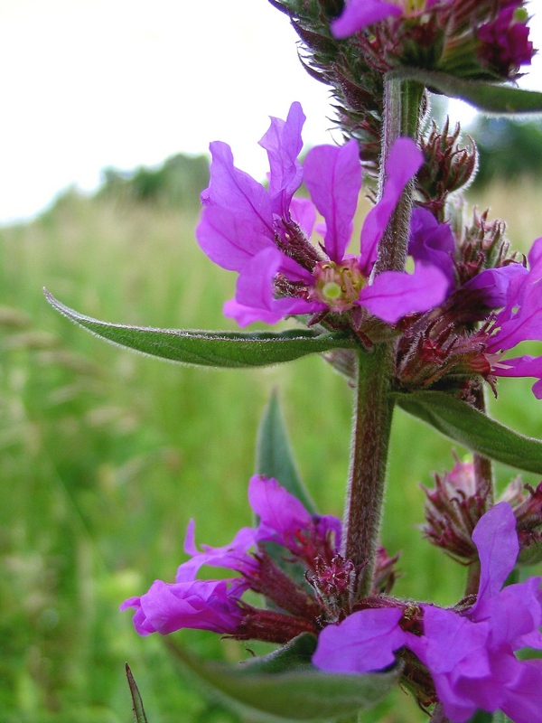 Image of Lythrum salicaria specimen.