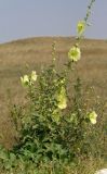 Alcea rugosa