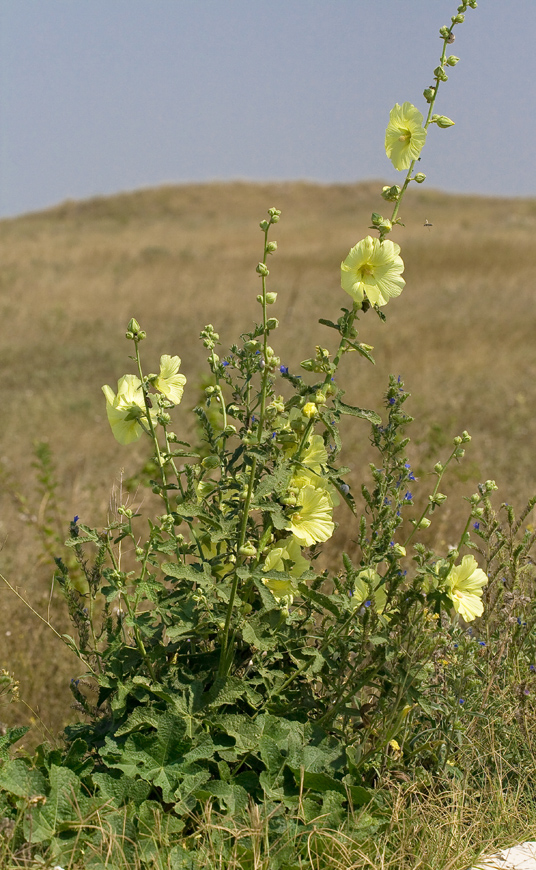 Изображение особи Alcea rugosa.