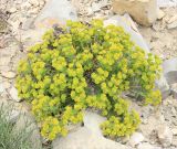 Euphorbia petrophila. Цветущее растение на щебнистом склоне. Черноморское побережье Кавказа, Новороссийский р-н, Маркотхский хребет, Андреевский перевал, выс. 510 м н.у.м. 13 мая 2013 г.