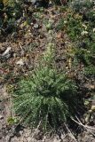 Morina coulteriana