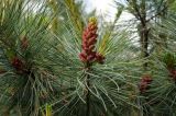 Pinus pumila