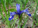 Iris ruthenica