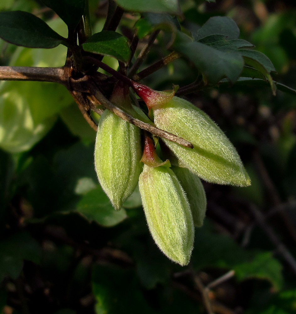 Изображение особи Clematis cirrhosa.