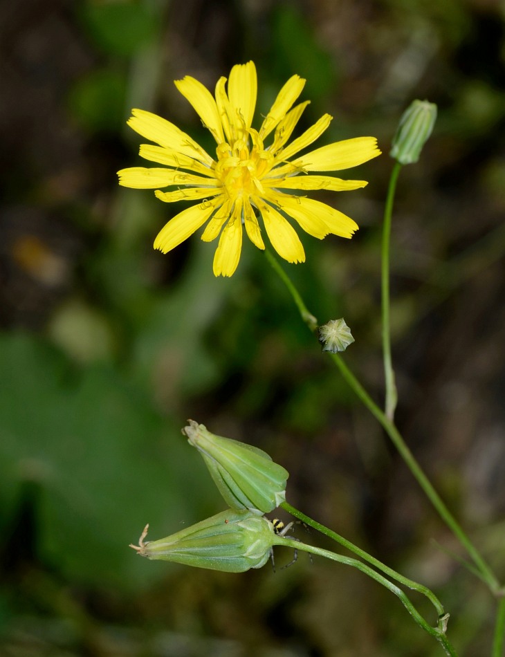 Изображение особи Crepis palaestina.