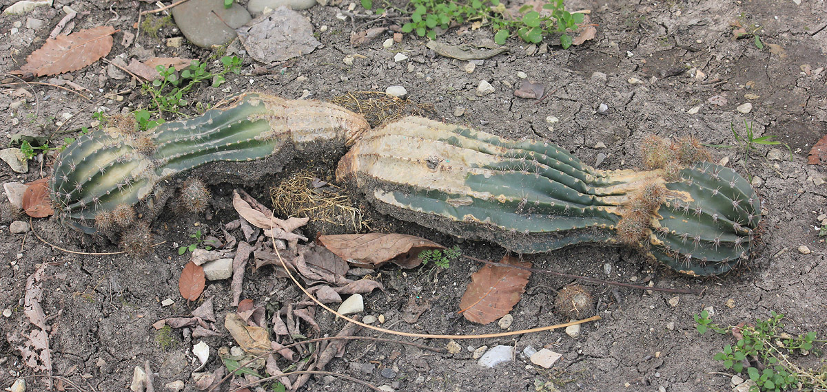 Изображение особи род Echinopsis.