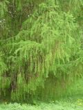 Larix &times; polonica