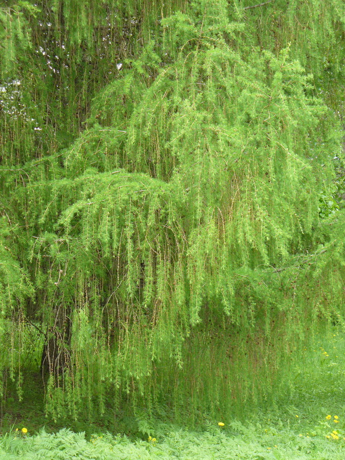 Image of Larix &times; polonica specimen.