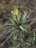 Carthamus lanatus