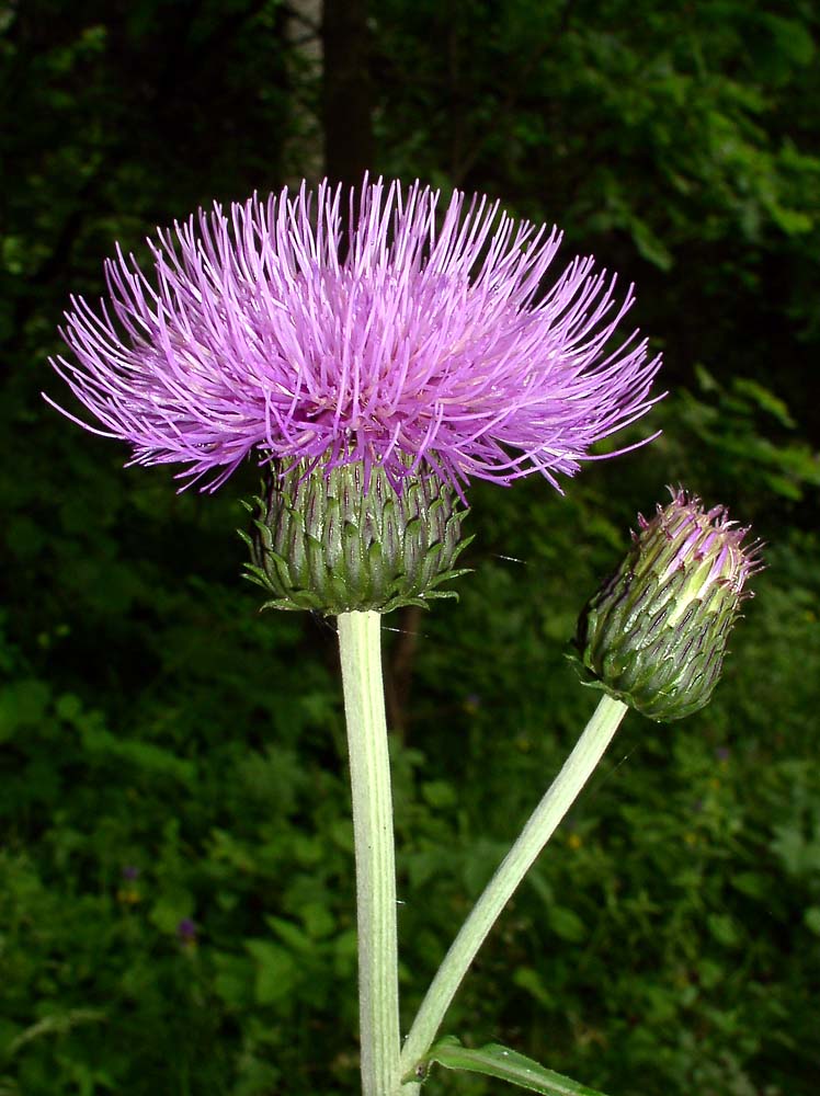 Изображение особи Cirsium heterophyllum.