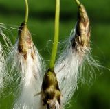 Eriophorum komarovii