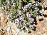 Thymus kotschyanus. Побеги с соцветиями. Армения, Вайоц Дзор, окр. монастыря Спитакавор. 02.05.2013.