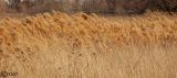 Phragmites australis