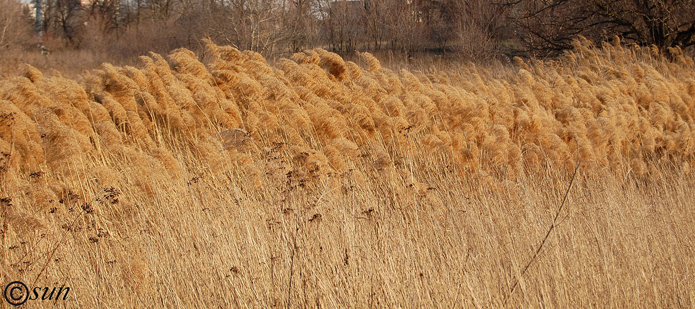 Изображение особи Phragmites australis.