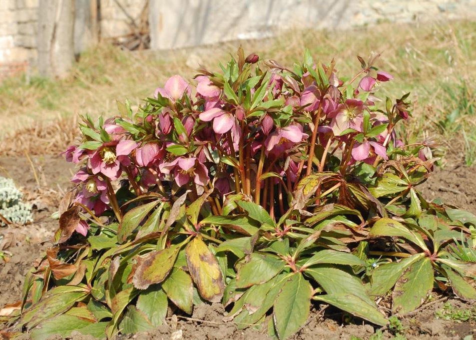 Изображение особи Helleborus orientalis.