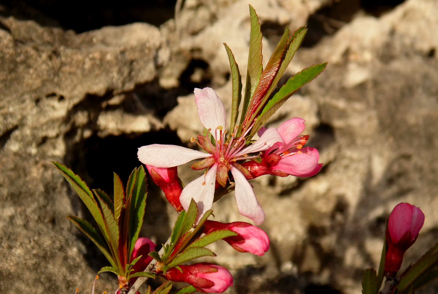 Изображение особи Amygdalus nana.