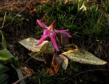 Erythronium разновидность argenteum