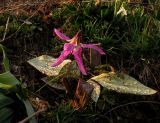 Erythronium sajanense var. argenteum