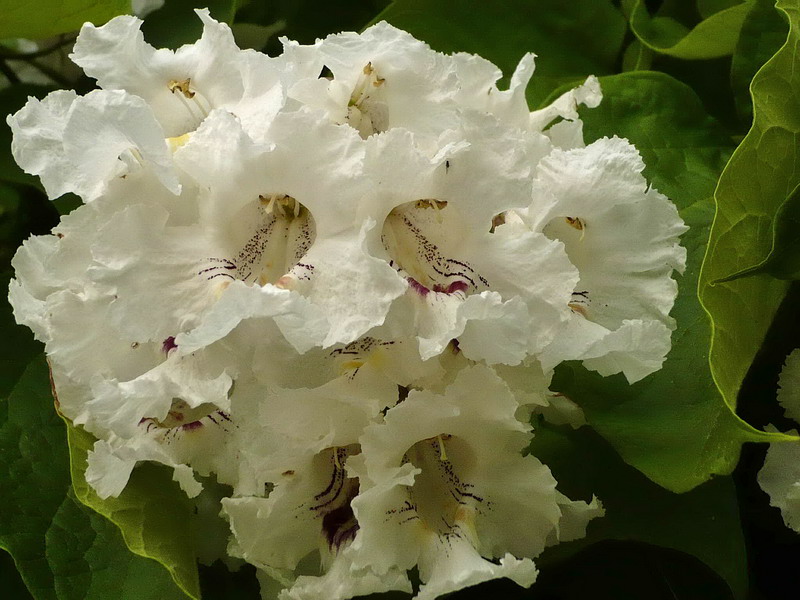 Изображение особи Catalpa speciosa.