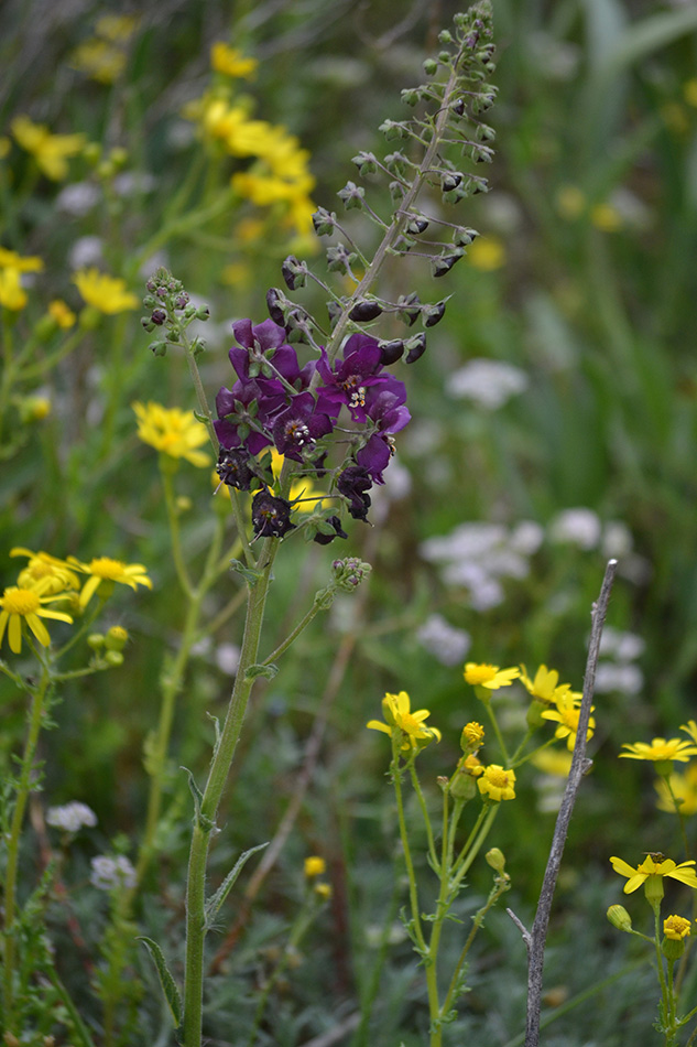 Изображение особи Verbascum phoeniceum.