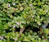 Vaccinium vitis-idaea. Цветущее растение. Германия, г. Дюссельдорф, Ботанический сад университета. 28.04.2014.
