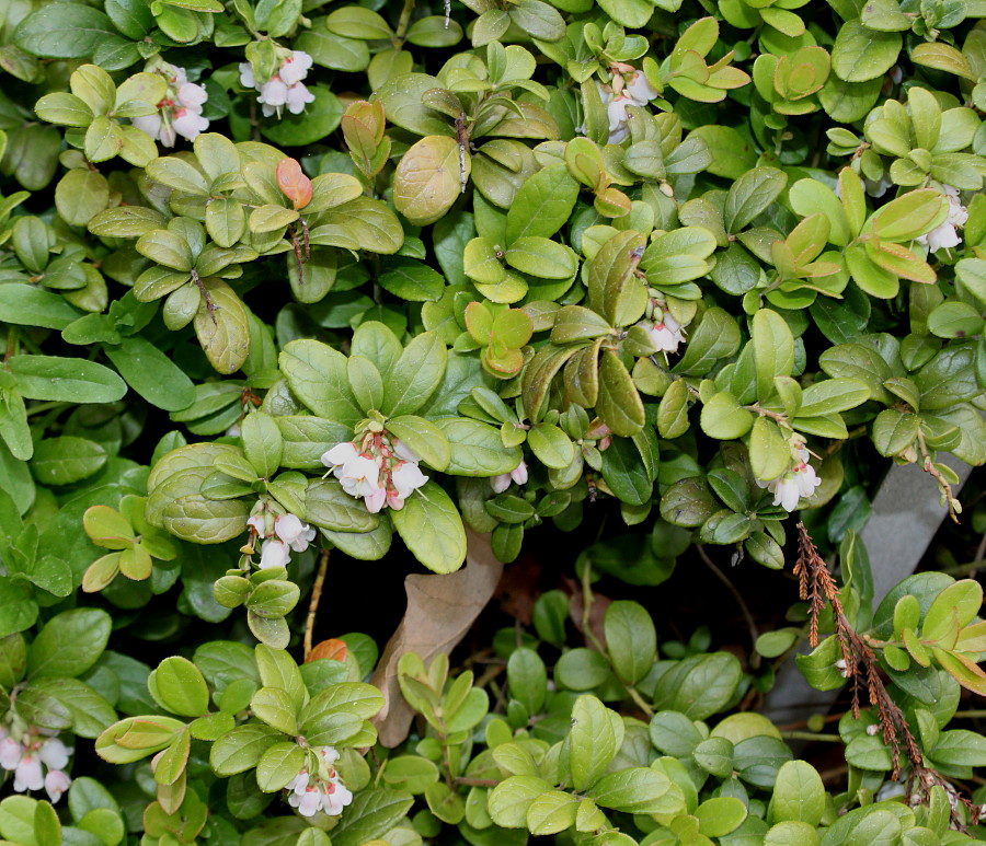Image of Vaccinium vitis-idaea specimen.