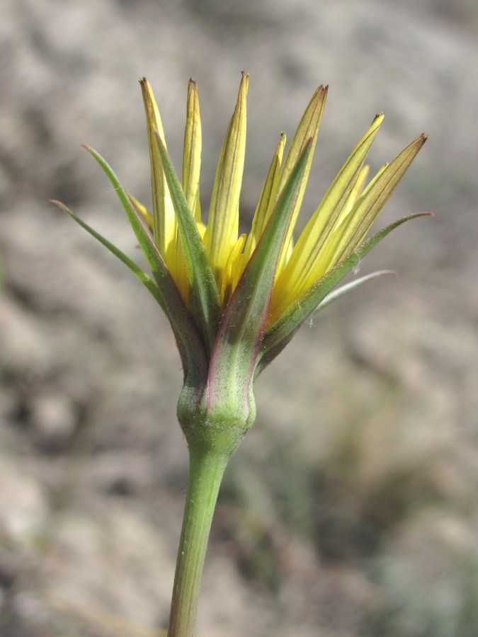 Image of Tragopogon pusillus specimen.