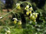 Thalictrum minus