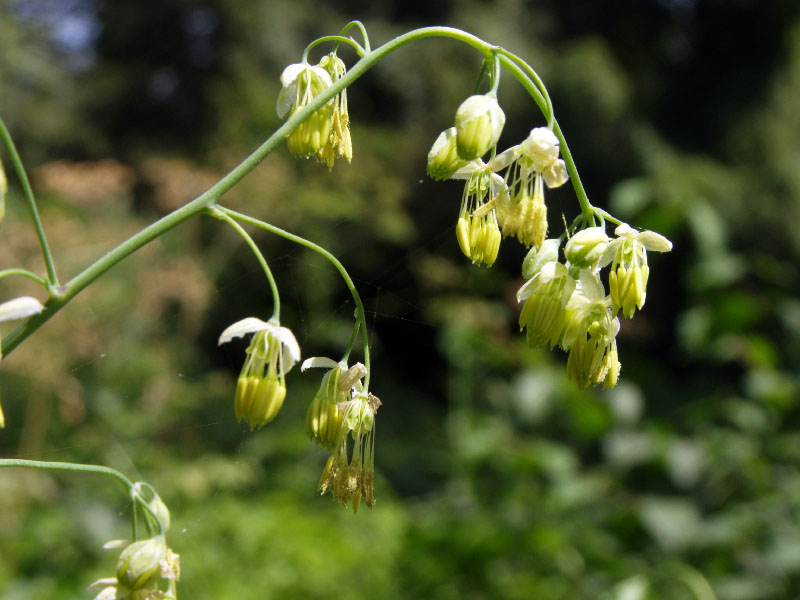 Image of Thalictrum minus specimen.