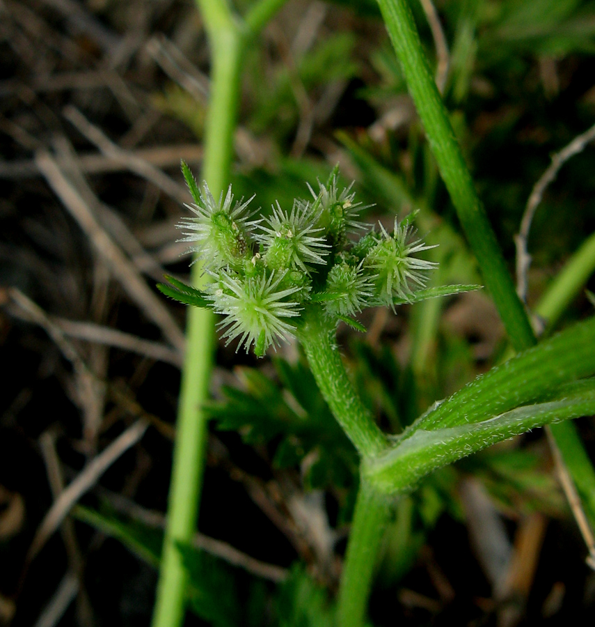 Image of Torilis nodosa specimen.