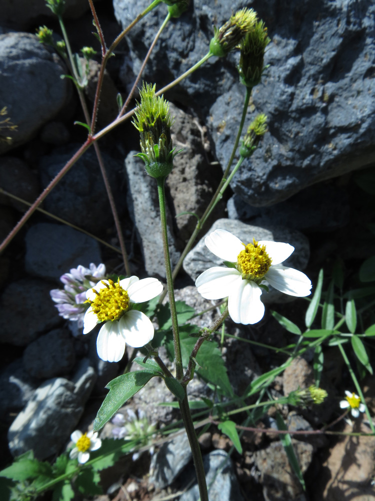 Image of Bidens pilosa specimen.