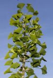 Ginkgo biloba. Ветка с молодыми листьями. Германия, г. Дюссельдорф, Ботанический сад университета. 04.05.2014.